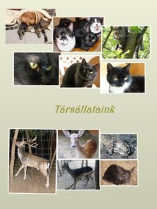 tarsallataink1